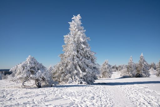 A beautiful shot of spruce covered in snow in the daytime.