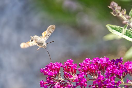 A close-up shot of a moth drinking some nectar from flowers.