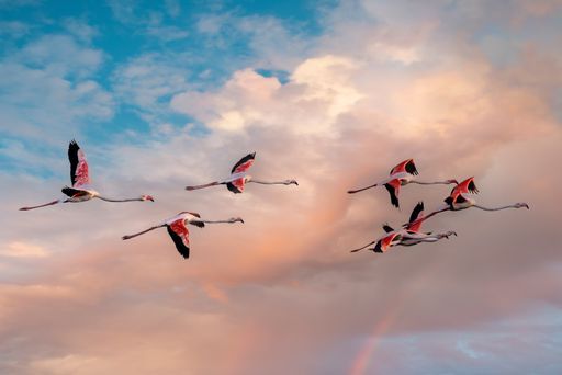 A flock of flying flamingos against a cloudy sunset sky