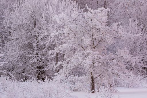 A mesmerizing view of snow-covered trees in the forest