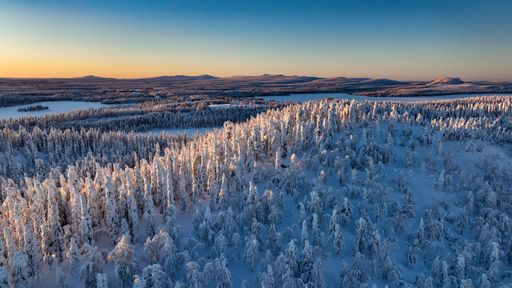 Aerial drone view above sunlit, snow covered trees on top of a hill, golden hour in Lapland
