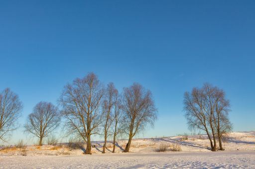 A beautiful shot of some trees on a field covered in snow in the background of a sunset.