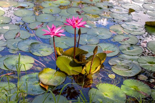 A top view of beautiful blooming lotus flower and green leaves in the lake on a sunny day