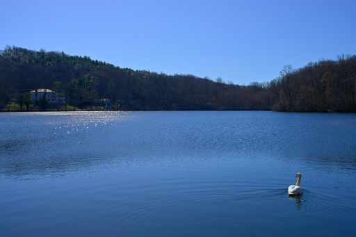 A beautiful view of the graceful swan in the lake