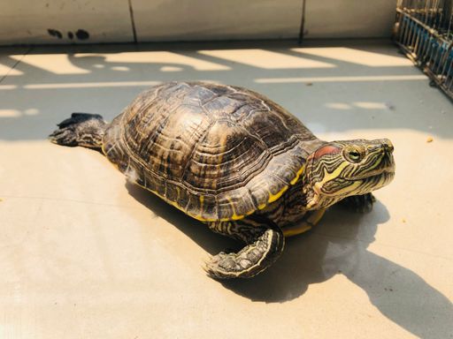 A closeup of a red-eared slider turtle on a white pavement