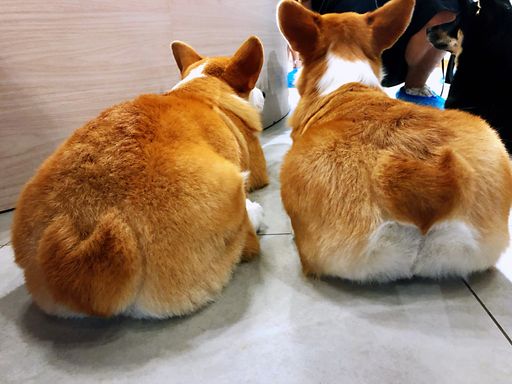 A closeup of the puffy short tails of two Pembroke Welsh corgis, crouched on a floor