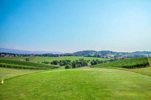 A view of the green at Zlati Gric Golf Course with trees and vineyard on a sunny day in Slovenia