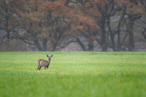 A cute small Roe deer in the grassy field surrounded by trees on a sunny day