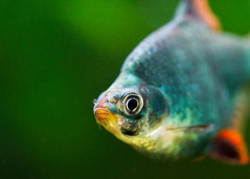A close-up shot of a Tiger Barb fish swimming in the water