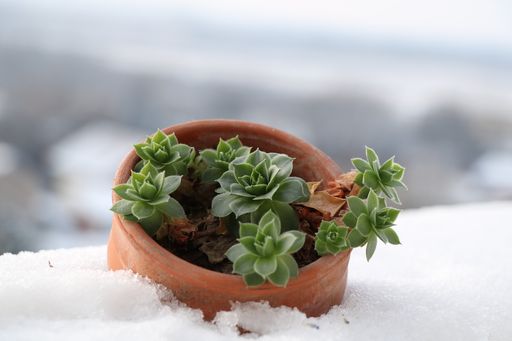 A selective focus shot of potted succulent plant in snow