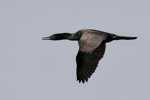 A closeup of an Indian cormorant soaring in the sky