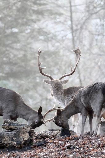 A vertical shot of three deer in the forest covered with autumn dry foliage on a foggy day