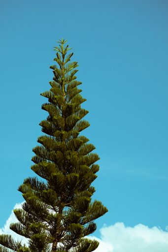 A tall spruce tree against the blue Florida sky