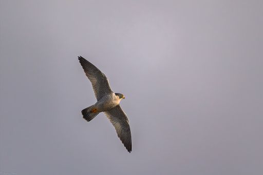 A closeup of Peregrine Falcon flying over Norwich Harbor. Norwich Connecticut