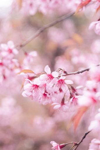 A selective focus shot of pink cherry blossom blooming on the tree with blurred background