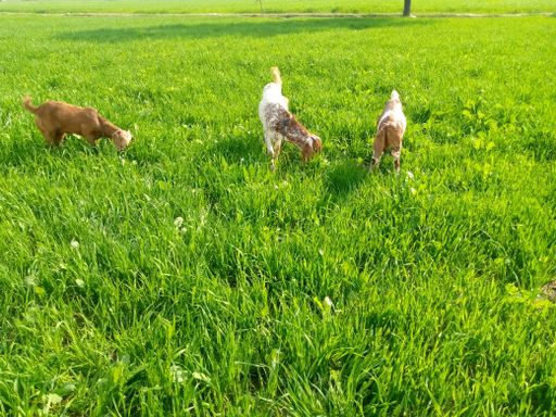 A beautiful closeup of goats eating grass in a pasture field
