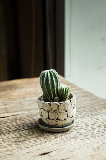 A vertical selective closeup shot of cactus plant in a pot on a wooden surface