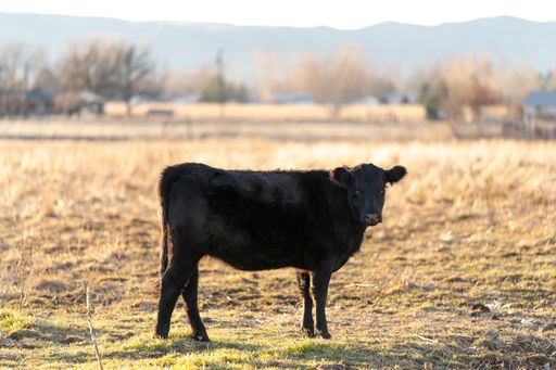 A black Aberdeen Angus in a meadow