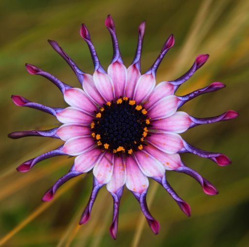 A top view of an osteospermum