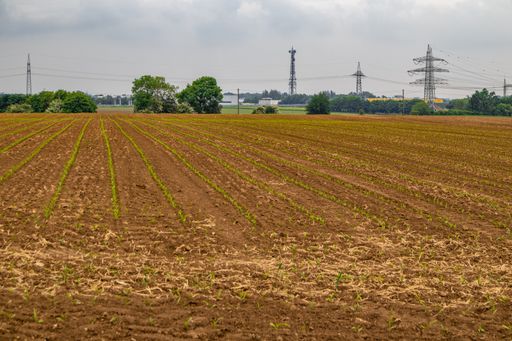 A landscape of field crops under a cloudy sky at daytime - agricultural concept