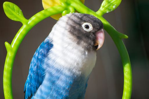 Exotic bird, lovebird blue color, domestic pet. Agapornis personata