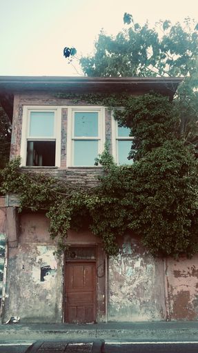 A vertical shot of green living plants covering an old house