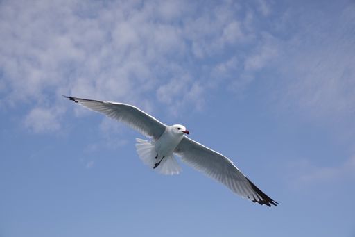 The Mediterranean gull flying in blue sky
