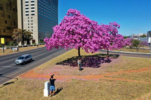 An aerial view of Flowering ipe-rose tree with people taking photos at the site in Brasilia, Brazil