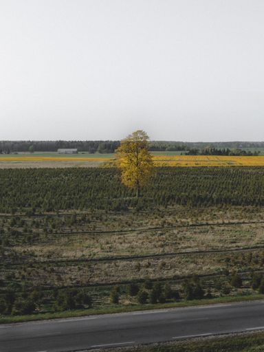 A vertical shot of a lonely tree on green plant field