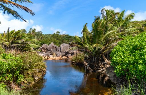 A Tropical scenery with palm trees and lush greenery around a body of water