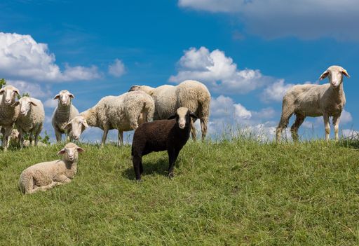 A closeup shot of sheep looking into the camera on a sunny day