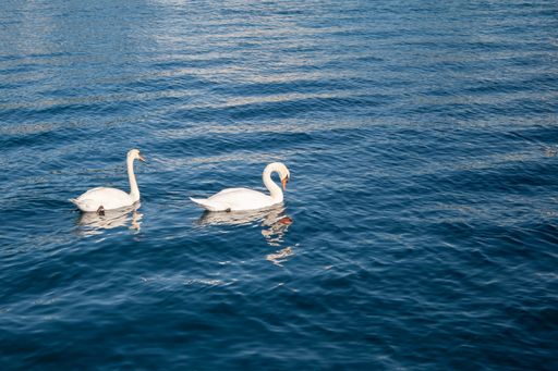 A beautiful shot of two white swans on the water