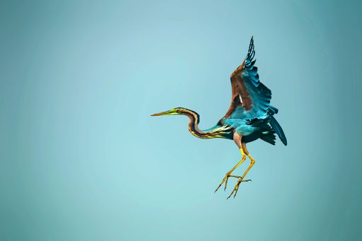 A closeup shot of a Purple heron isolated on a pastel background