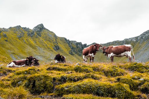 Grazing cattle in a mountainous area