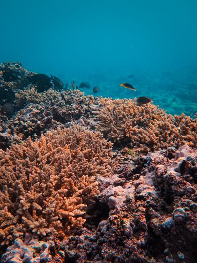 An underwater scene with coral reef and tropical fish