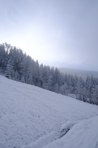 A beautiful snowy landscape with snowy  trees and a long wooden fence against a hazy sky