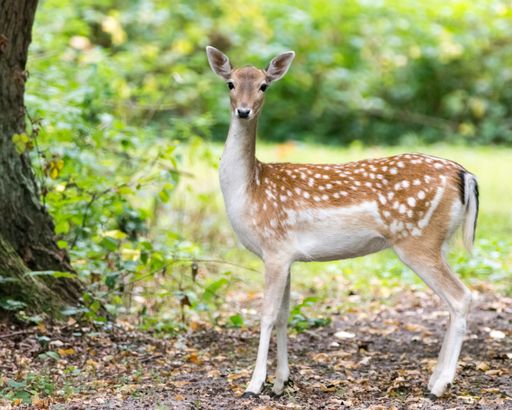 A beautiful shot of a Persian fallow deer standing in the forest and lokking ar the camera