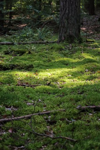 A vertical shot of the ground covered in mosses and dried leaves in the Spessart Forest in Bavaria, Germany
