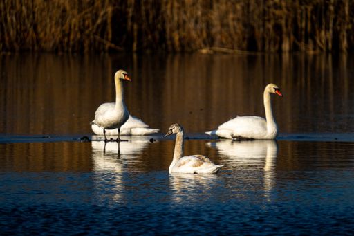 The swans on the lakeshore on a sunny day
