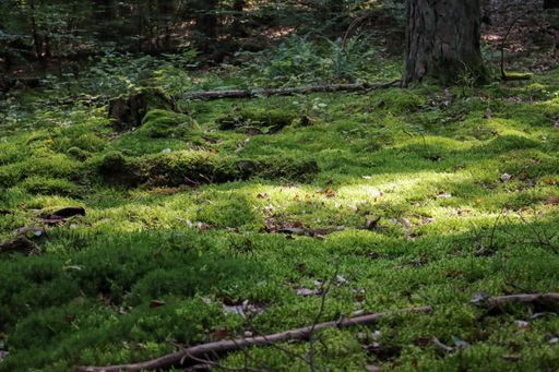 The ground covered in mosses and dried leaves in the Spessart Forest in Bavaria, Germany