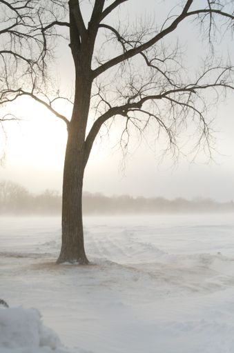 A vertical shot of a bare tree on a field covered in snow on a gloomy day in winter