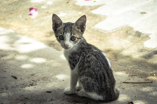 A portrait of a cute gray kitten on the ground under the sunlight with a blurry background