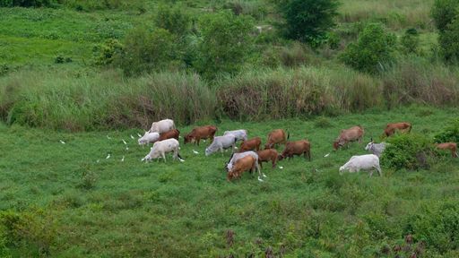 A herd of cows eating grass in the meadow with high grass and trees