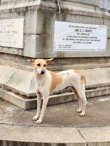 A vertical shot of a pooch standing in front of the statue of Shri. D. C. Pavate in India