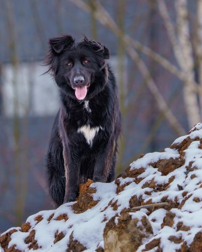A vertical shot of a Croatian Sheepdog standing on the snowy ground
