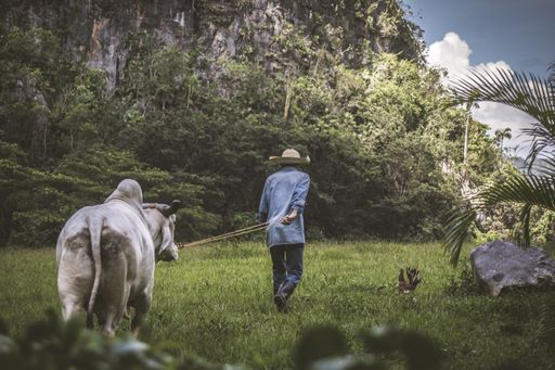 A farmer walking his cow  on the grassy field in the countryside