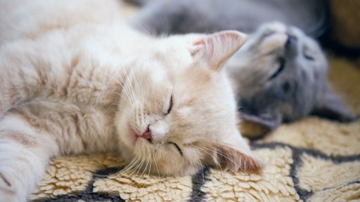 A closeup shot of two adorable kittens napping together