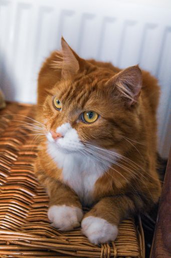 A close-up vertical shot of a ginger cat laying on a wooden chair.
