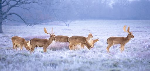 A beautiful shot of some deers walking on a field fully covered in snow.