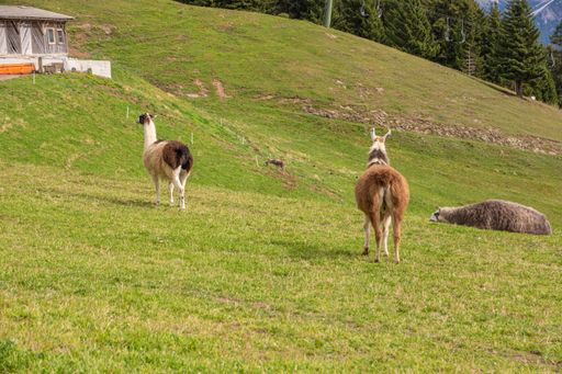 A photo of animals on a meadow in South Tyrol, a province in northern Italy